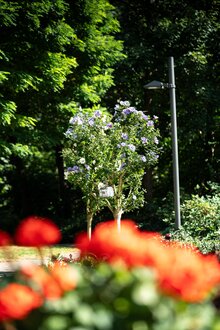 Garten einer Wohnanlage mit lila blühendem Strauch und roten Blumen.